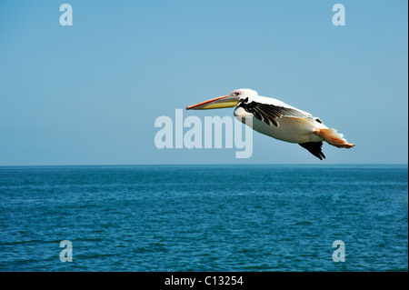 Gleitflug der einsame Osten weißer Pelikan Pelecanus saniert über Meer aus Namibia Küste Vogel Wildtiere Hintergründe Stockfoto