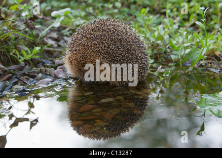 Igel (Erinaceus Europaeus), trinken am Gartenteich, Niedersachsen, Deutschland Stockfoto