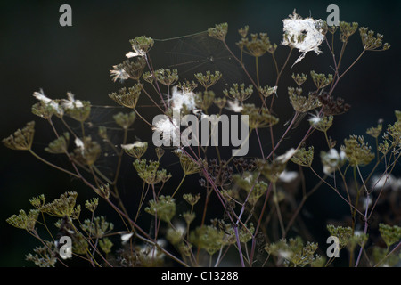 Poison Schierling (Conium Maculatum) Samen Köpfe und Spinnweben, Niedersachsen, Deutschland Stockfoto