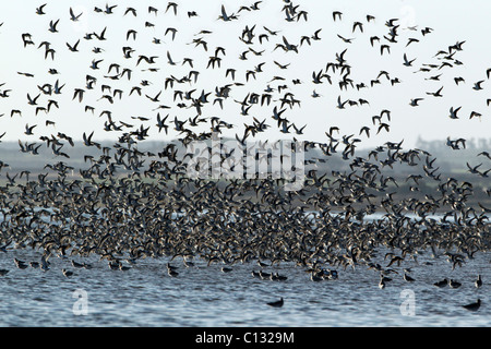 Knoten (Calidris Canutus), Herde, Meer, Holy Island, Herbst, überfliegen NNR, Northumberland, England Stockfoto