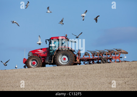 Möwen, (Larus SP.), nach Traktor mit Pflug, Herbst, Northumberland, England Stockfoto