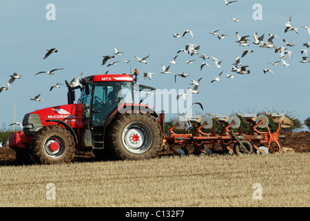 Möwen, (Larus SP.), nach Traktor mit Pflug, Herbst, Northumberland, England Stockfoto