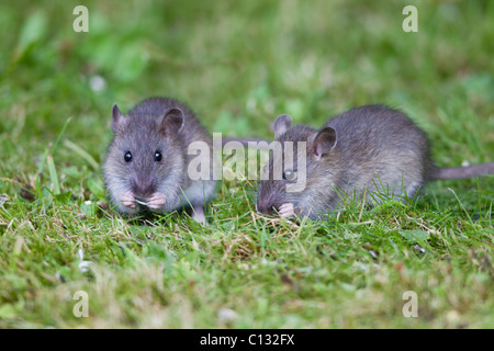 Brown-Ratten (Rattus Norvegicus), baby Tiere ernähren sich von Vogelfutter im Garten, Loer Sachsen, Deutschland Stockfoto