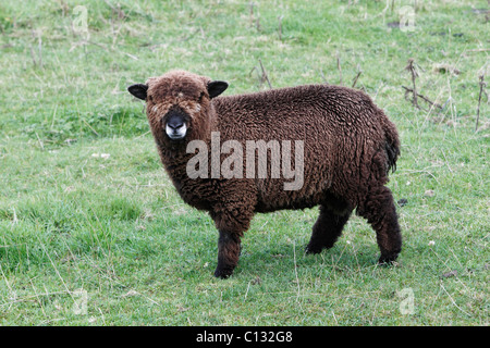 Merino Lämmer, auf Wiese, Northumberland, England Stockfoto