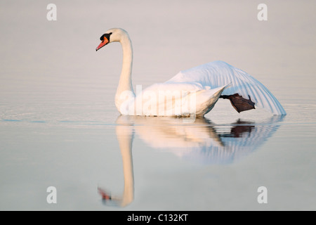 Höckerschwan (Cygnus Olor), stretching Flügel im Meeresarm Creek in der Abenddämmerung, Holy Island NNR, Northumberland, England Stockfoto