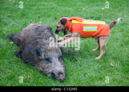 Westfalen Terrier, Jagdhund mit Schuss Wildschwein, Niedersachsen, Deutschland Stockfoto