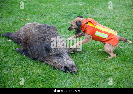 Westfalen Terrier, Jagdhund mit Schuss Wildschwein, Niedersachsen, Deutschland Stockfoto