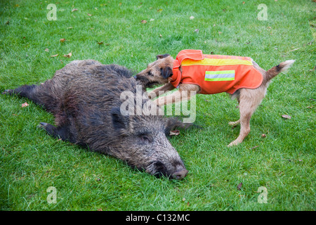 Westfalen Terrier, Jagdhund mit Schuss Wildschwein, Niedersachsen, Deutschland Stockfoto