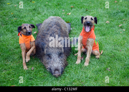 Westfalen Terrier, Jagdhunde, zwei mit Schuss Wildschwein, Niedersachsen, Deutschland Stockfoto