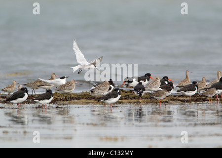 Watvögel und Seeschwalben, Herde ruht auf Felsen im Meer, Herbst, Northumberland, England Stockfoto