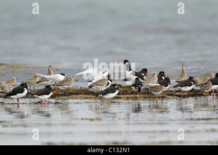 Watvögel und Seeschwalben, Herde ruht auf Felsen im Meer, Herbst, Northumberland, England Stockfoto