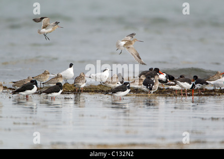Watvögel und Seeschwalben, Herde ruht auf Felsen im Meer, Herbst, Northumberland, England Stockfoto
