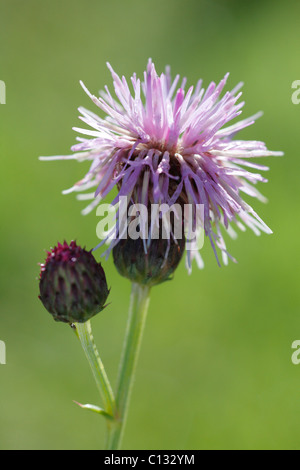 Blütenstand von Creeping Thistle (Cirsium Arvense). Powys, Wales. Stockfoto