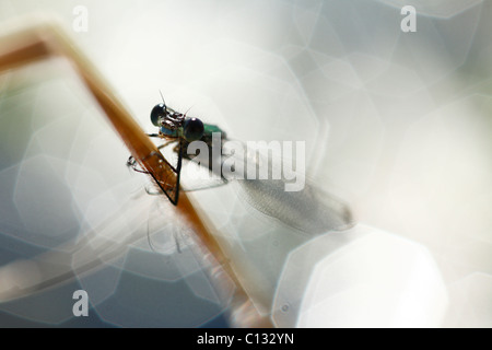 Männliche Emerald Damselfly (Lestes Sponsa), neben einem Teich. Powys, Wales. Stockfoto