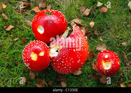 Fliege Agaric Pilze (Amanita Muscaria) Fruchtkörper unter einer Birke (Betula). Powys, Wales. Oktober. Stockfoto