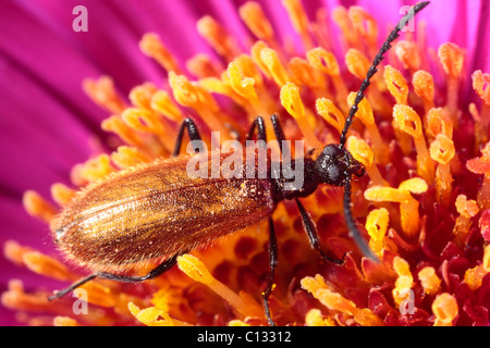 Darkling Käfer (Lagria Hirta) Fütterung in einer Bergaster Blume. Powys, Wales. Stockfoto