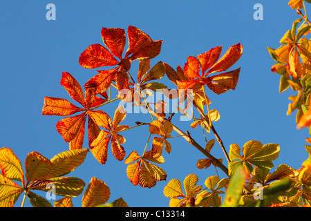 Herbst Blätter der Rosskastanie (Aesculus Hippocastanum). Powys, Wales. Oktober. Stockfoto