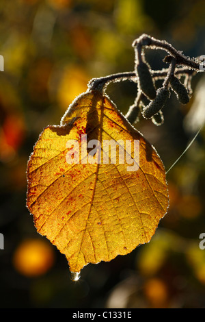 Gemeinsame Hasel (Corylus Avellana) Blatt im Herbst. Powys, Wales. Oktober. Stockfoto