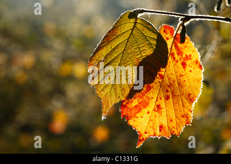 Gemeinsame Hasel (Corylus Avellana) Blätter im Herbst. Powys, Wales. Oktober. Stockfoto