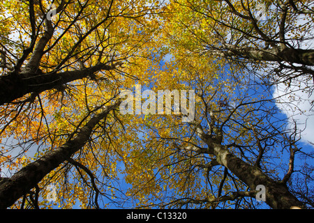 Aspen (Populus Tremula) Bäume mit Blättern im Herbst vergilben. Ceredigion, Wales. Oktober. Stockfoto