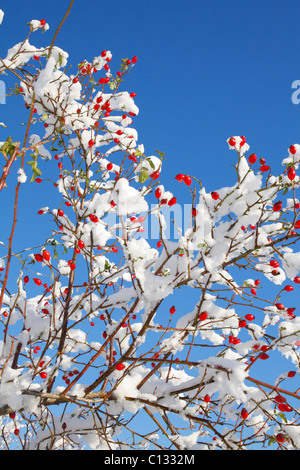 Hundsrose (Rosa Canina Agg.) Hüften nach einem Schneefall. Powys, Wales, UK. November. Stockfoto