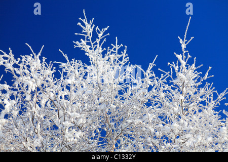 Schnee und Eis auf Ästen und Zweigen Moorbirke (Betula Pubescens). Powys, Wales. November. Stockfoto