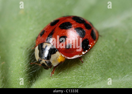 Harlekin-Marienkäfer (Harmonia Axyridis), Farbe Variante Succinea, eingeführte Schädlinge. Powys, Wales. Stockfoto