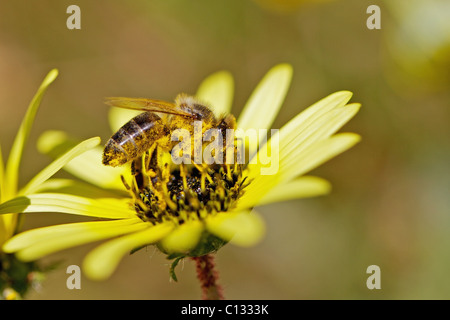 Bienen sammeln Nektar im Bereich der Gänseblümchen, nahe Nieuwoudtville, Provinz Northern Cape, Südafrika Stockfoto