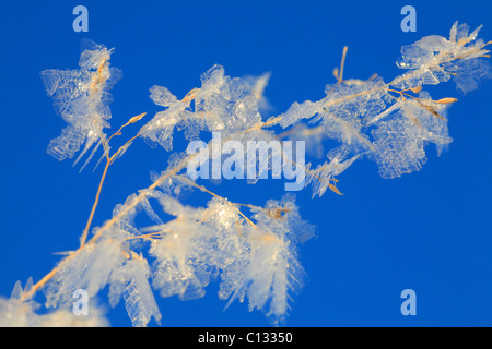 Eiskristalle auf ein Seedhead Schwingel Gras. Powys, Wales. Dezember. Stockfoto