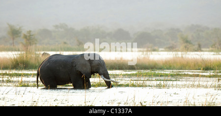 Afrikanischer Bush Elefant (Loxodonta Africana) zu Fuß im Wasser Mana Pools Nationalpark, Simbabwe Stockfoto
