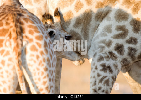 Giraffe (Giraffa Plancius) Kalb saugen, Imire Safari Ranch, Provinz Harare, Simbabwe Stockfoto