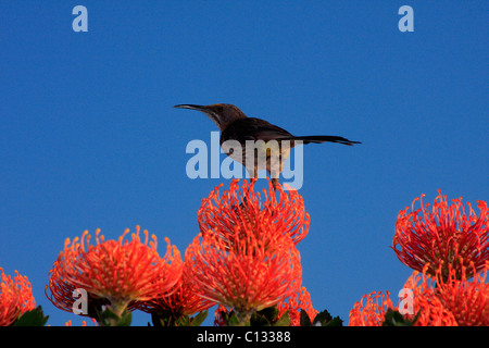 Zucker-Vogel auf Nadelkissen, Kapstadt Stockfoto
