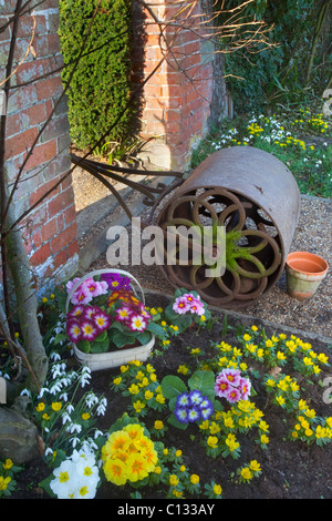 Polyanthus im Garten mit Schneeglöckchen & Aconites Norfolk Anfang Februar Stockfoto