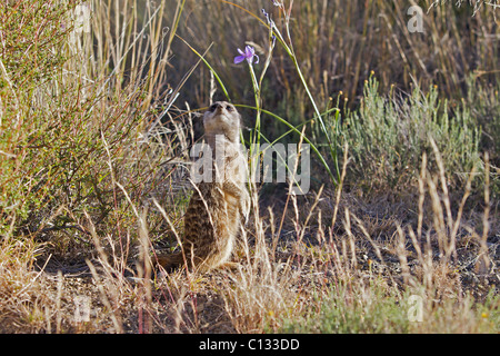 Junge Erdmännchen (Suricata Suricatta) Gras, Nieu-Bethesda District, Provinz Eastern Cape, Südafrika Stockfoto