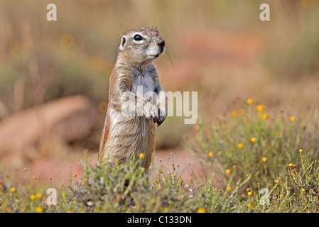 Alert Grundeichhörnchen, Mountain Zebra National Park, Ostkap, Südafrika Stockfoto