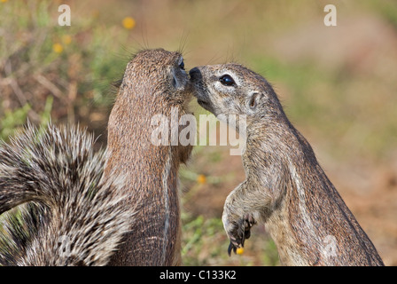 Ziesel pflegt seine Kumpel, Mountain Zebra National Park, Ostkap, Südafrika Stockfoto