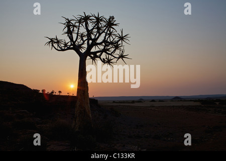 Baobab-Baum Silhouette gegen die untergehende Sonne, in der Nähe von Nieuwoudtville, Provinz Northern Cape, Südafrika Stockfoto