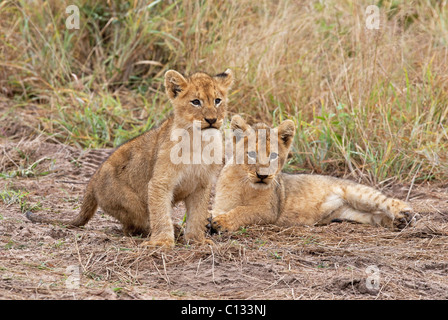 Zwei Löwenbabys (Panthera Leo) in Spiellaune, Timbavati Game Reserve, Provinz Mpumalanga, Südafrika Stockfoto