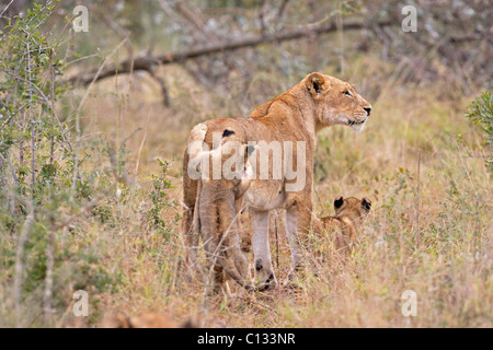 Zwei Löwenbabys (Panthera Leo) belästigen Mutter, Timbavati Game Reserve, Provinz Mpumalanga, Südafrika Stockfoto