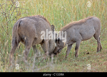 Zwei junge gemeinsame Warzenschwein (Phacochoerus Africanus) im Wettbewerb, Addo Elephant National Park, Provinz Eastern Cape, Südafrika Stockfoto