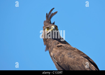 Lange-crested Eagle (Lophaetus Occipitalis), Mkambathi Game Reserve, Transkei Küste, Provinz Eastern Cape, Südafrika Stockfoto