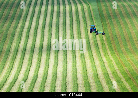 Traktor mäht Rasen im Feld für Heu oder Silage, Aberdeenshire, Schottland. Stockfoto