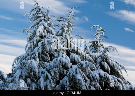 Bäume im Schnee mit einem strahlend blauen Himmel hinter bedeckt. Stockfoto
