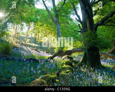 Castramon Nature Reserve mit Mischwald mit Glockenblumen und Eiche Bäume im Frühling Stockfoto