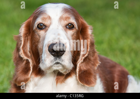 Welsh Springer spaniel Stockfoto