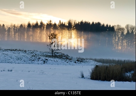 Dramatische Sonne Shafting Licht durch Wäldchen der Nadelbäume im Winter Schnee am Threave Estate Galloway Stockfoto