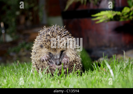 Igel (Erinaceus Europaeus) im Garten in der Nacht, Sommer, Yorkshire, UK Stockfoto