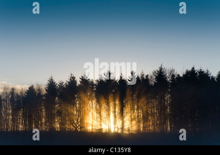 Dramatische Sonne Shafting Licht durch Wäldchen der Nadelbäume im Winter Schnee am Threave Estate Galloway Stockfoto