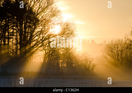 Dramatische Sonne Shafting Licht durch Wäldchen der Nadelbäume im Winter Schnee am Threave Estate Galloway Stockfoto