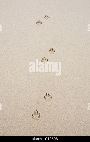 USA, Massachusetts, Hundetracks auf sand Stockfoto